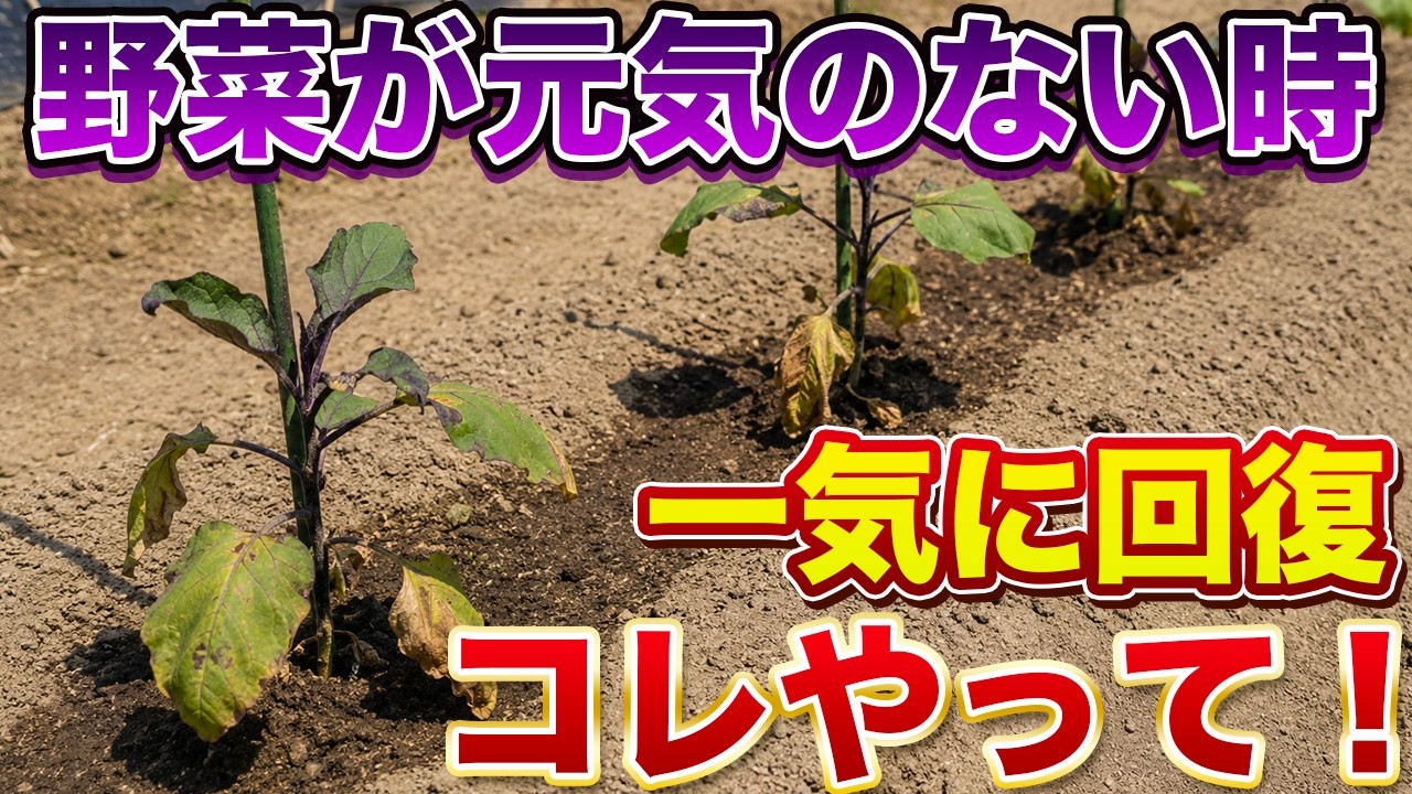 【一気に復活】野菜が弱っている・枯れそう・元気がない時は必ず対策が必要です！一気に回復して生育が戻ります！（なす、トマト、きゅうり、ピーマンなど）