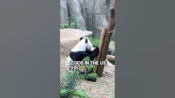 Weird Fact about Giant Pandas in Zoos You Never Knew!