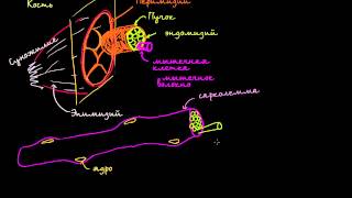 Строение мышечной клетки(Anatomy of a muscle cell., 2014-11-27T07:43:43.000Z)