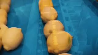 Lemon Fruit Sorting and Grading Machine