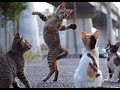 🐈 Как развлекаются коты?! 😺 Подборка смешных котов для хорошего настроения! 😺