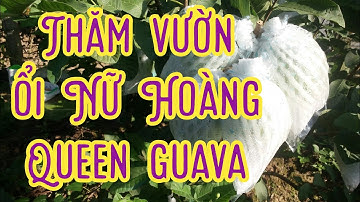Guava50. Thăm vườn ổi Nữ Hoàng tại huyện Tháp Mười, Đồng Tháp 2020. #KyThuatTrongOiHakiOfficial