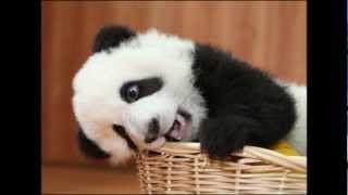 Chillin Baby Panda.