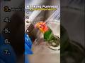 Ranking funniest animal moments 😭😭 #fypシ゚viral #viral #shortsviral #foryou #funny #comedy
