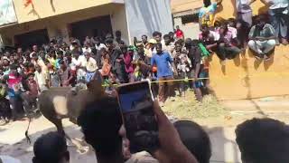 Kolamasanapalli Grand Maileru Festival 05/02/2026 | Traditional Village Celebration