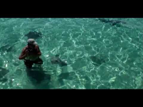 Stingray and Shark Attack in the Bahamas