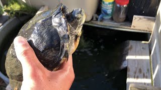 Setting Up A Huge Aquarium For My Adult Map Turtles & Slider Turtle!!! | DIY Reptiles
