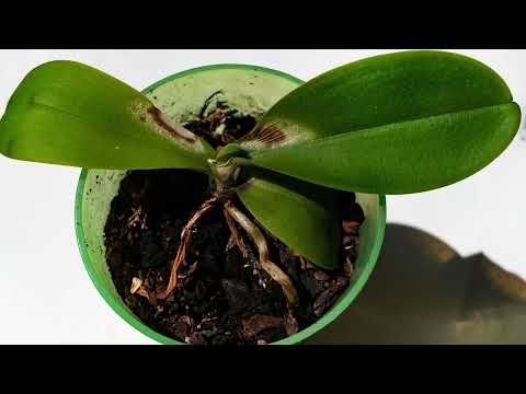 Чому моя Орхідея молі не цвіте 