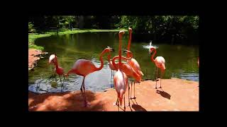 Pink Flamingo, Sarasota Jungle Garden by Tourism Zone 63 views 1 year ago 20 seconds