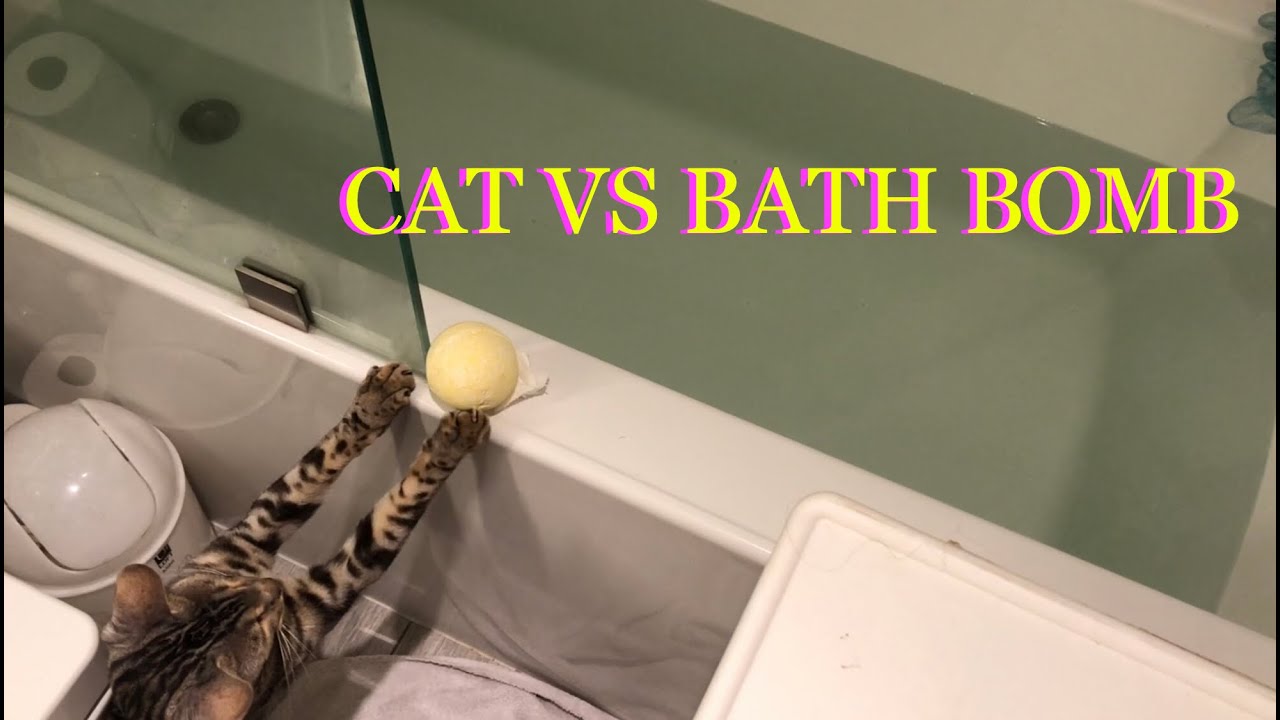 Cat VS Bath Bomb YouTube