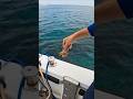 Hermit Crab POV 🦀 | Incredible Ocean Adventure Through Tiny Eyes #Shorts #marinelife