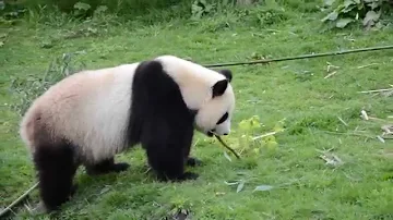 Quel animal est le maitre de Kung Fu Panda ?