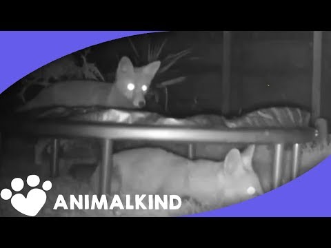 Child foxes uncover the enjoyment of trampolines