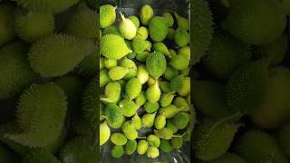 Download Lagu బోడ కాకరకాయ కర్రీ(ఆకాకరకాయ) #bodakakarakaya #bodakakarakayacurry #aakakarakaya #teluguvantalu #food MP3