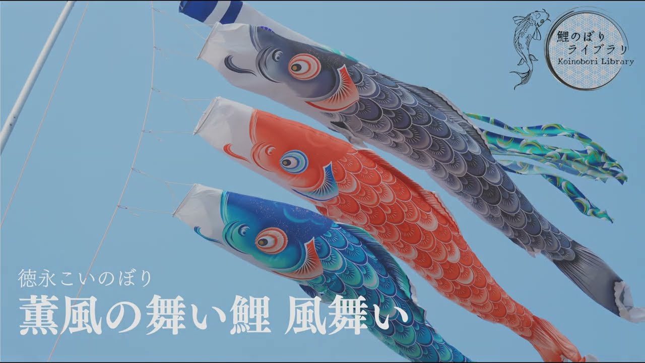 鯉のぼり】徳永こいのぼり 薫風の舞い鯉 風舞い【紹介動画】 - YouTube