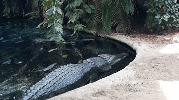 Toledo Zoo: Saltwater Crocodile