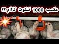 دراسة جدوى لمشروع تربية ١٠٠٠ كتكوت ابيض تسمين تربية الدواجن مشروع مربح Chicken 