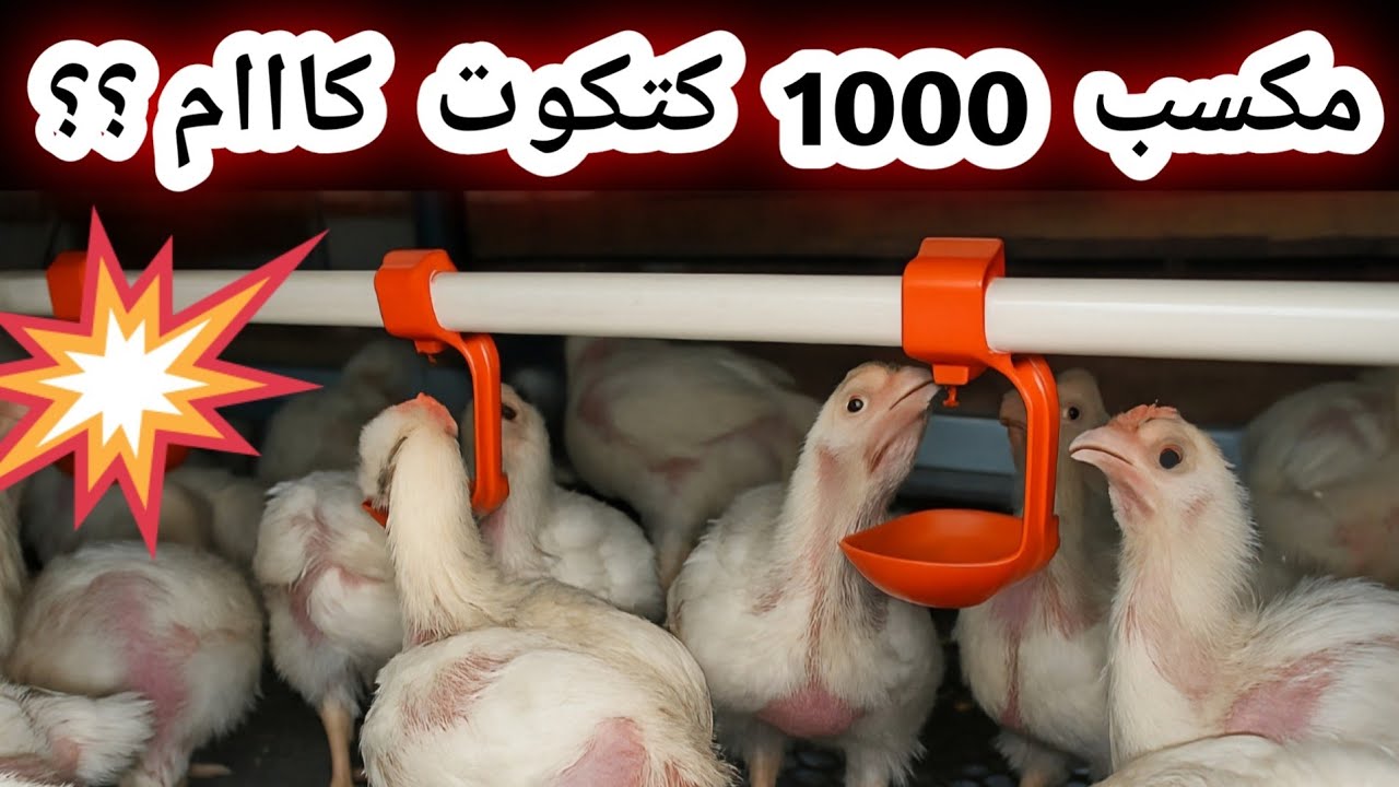 دراسة جدوى لمشروع تربية ١٠٠٠ كتكوت ابيض تسمين #تربية_الدواجن #مشروع_مربح #chicken