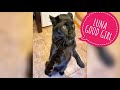 Luna the Panther trains at home🏠🐆