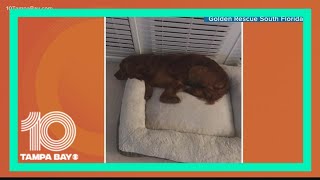 South Florida rescue group finds homes for 20 golden retrievers from China