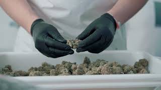 Millionaire Trimmers | Trimming Time