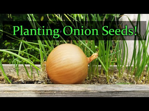 Video: Sprouted Onions: Can They Be Planted In The Ground? What To Do With The Seedlings If They Germinate Before Planting? How To Plant It On Greens In The Ground? How To Suspend Germina