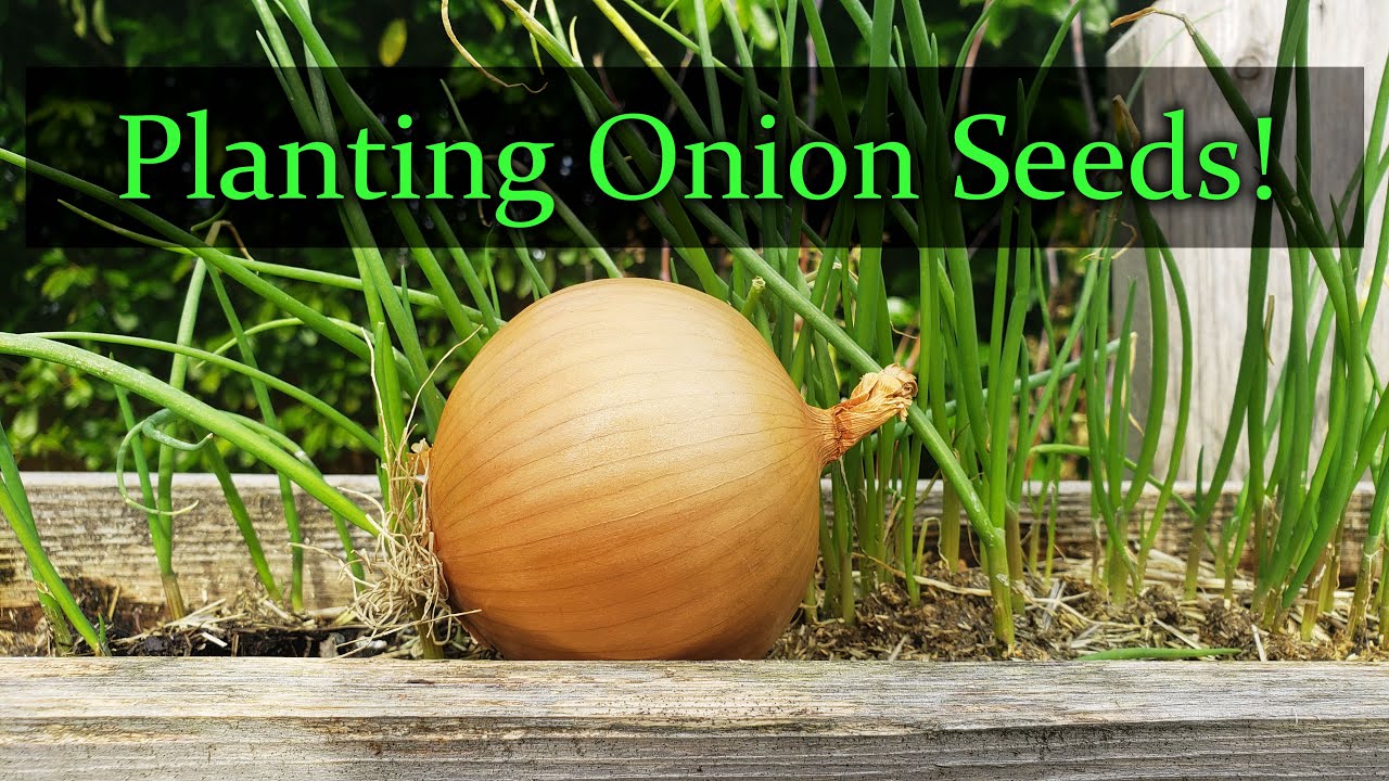 How Do You Grow Onion Seeds  