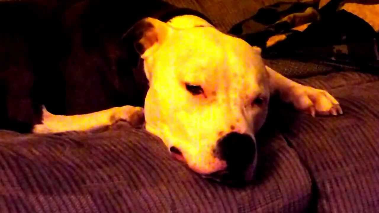 Blue Nose Pitbull dreaming
