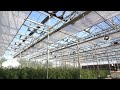 Trinog greenhouse inside shading screen system