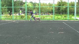 Weimaraner Goldie