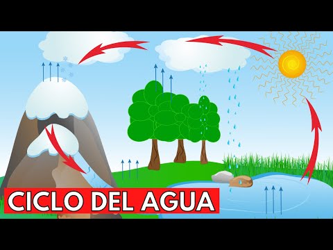 Video: ¿Cuáles son los 6 pasos del ciclo del agua?