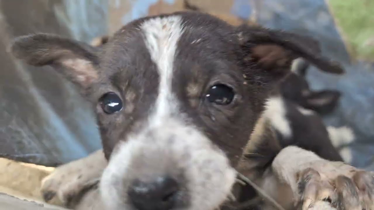 Hungry Puppies Searching for Their Mom