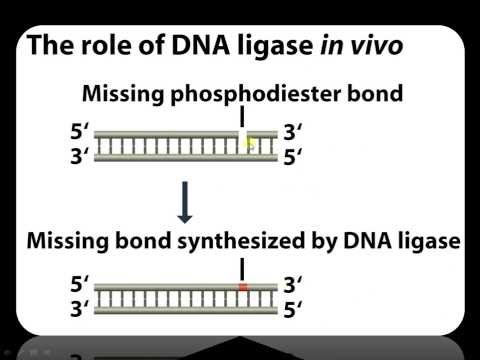 Function of DNA Ligase in Recombinant DNA technology