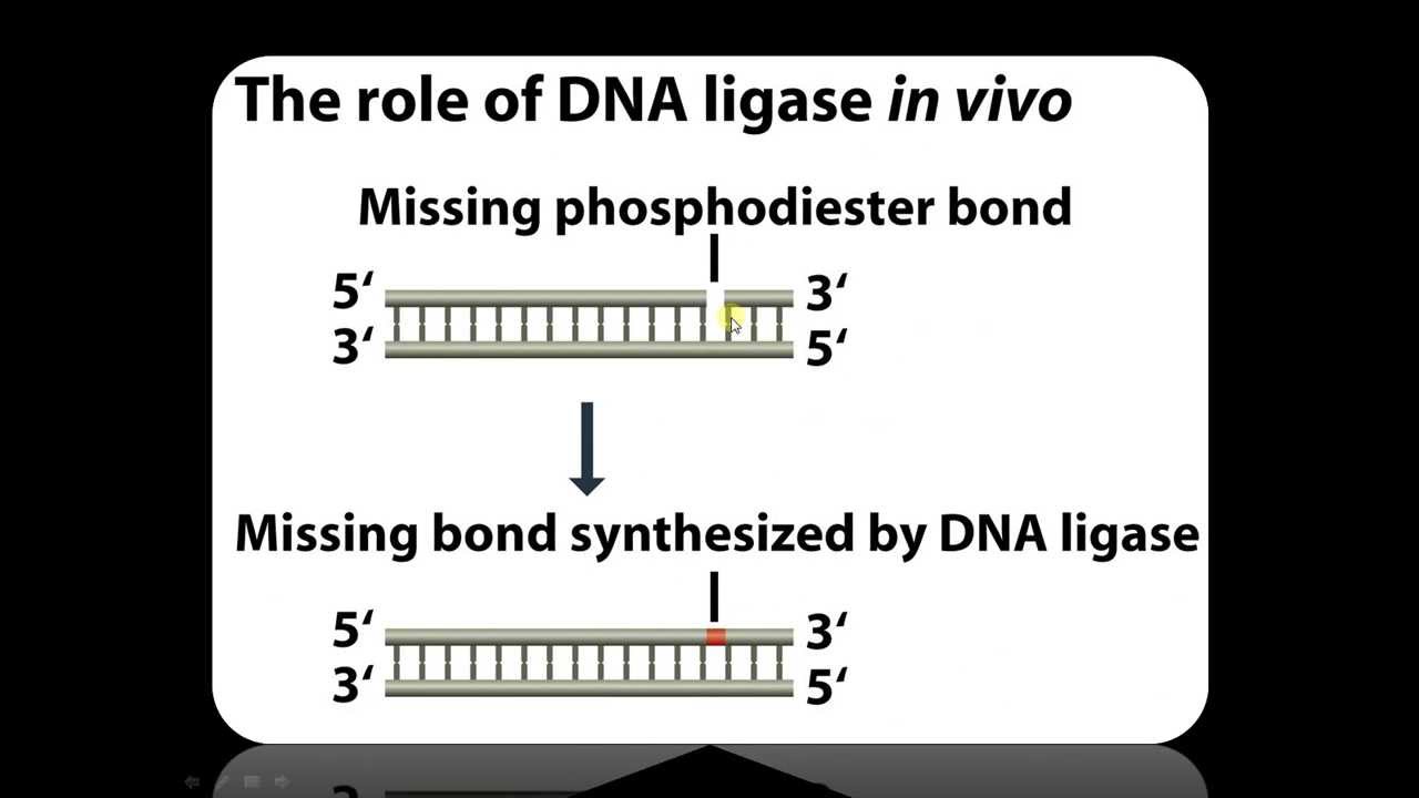 Function Of Dna Ligase In Recombinant Dna Technology Youtube