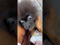 This Fluffy Ball Just Stole My Heart рџђѕрџ This Fluffy Ball Just Stole My Heart рџђѕрџ