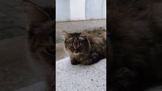 Kenapa Kucing Lemas Tidak Nafsu Makan Dan Tidur Terus?