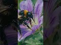 The Exact Moment a Bumblebee Finds Nectar #bumblebee #shorts #macro #naturevibes