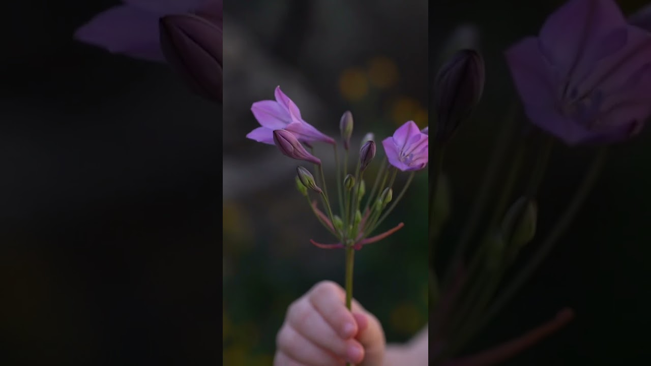 ‘Anseio Jesus’ by Zainabo José - Video background - Suzanne Wakley - Spiritus Arts