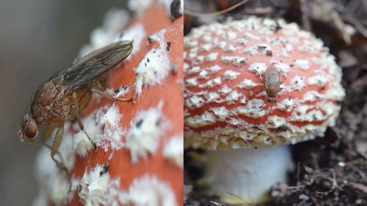 HONGO MATA MOSCAS