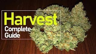 Harvesting Critical Plus 2 0 + Dry Weight  Seed to Harvest - How to Grow Weed from Home