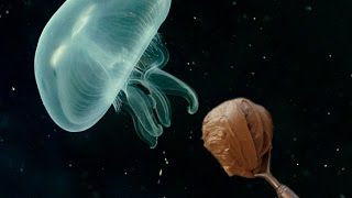PEANUT BUTTER JELLYFISH