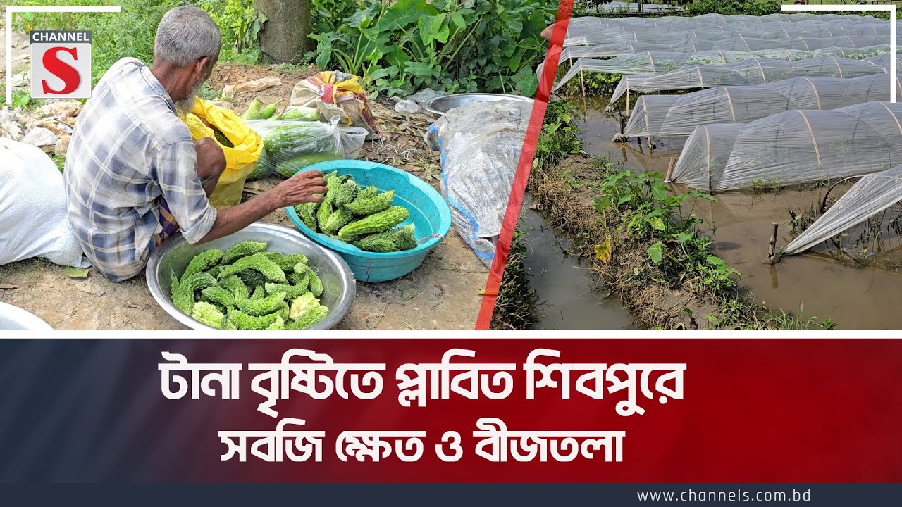 সামান্য বৃষ্টিতে জলাবদ্ধতায় সবজি ক্ষেত ও বীজতলা । Narsingdi। Channel S