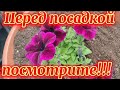 🌺ПЕТУНИЯ. Подкармливаю при посадке.Правильный полив маленького растения.