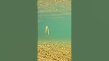 HOW TO: Wacky Rig SENKO Catches FISH! #bassfishingismylife #largemouthbass #fishing