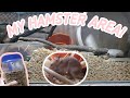 What's On My Hamster Area?