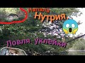 ловля уклейки на попловочную улочку, ( нападение нутрии ....шок😱😱)....