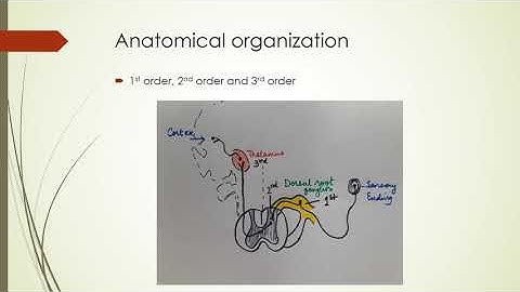 ASCENDING TRACTS OF SPINAL CORD