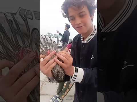 طيره جوري بسوك لغزل ارافل