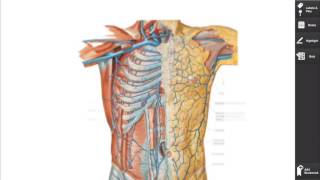 Netter App Review - Anatomy Training Netters Anatomy Flash Cards App Mac App Store Basic Overview