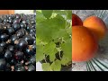 Рынок/ Цветы/ Пряжа/ Немного смородины и небольшая покупка в Хумане